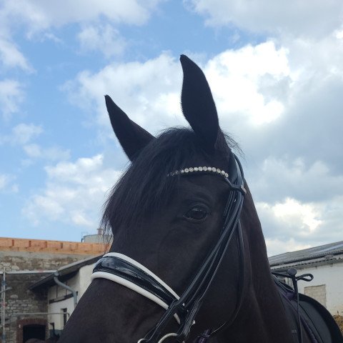 dressage horse Fürstin Belaja S (Hanoverian, 2015, from Fürst Belissaro)
