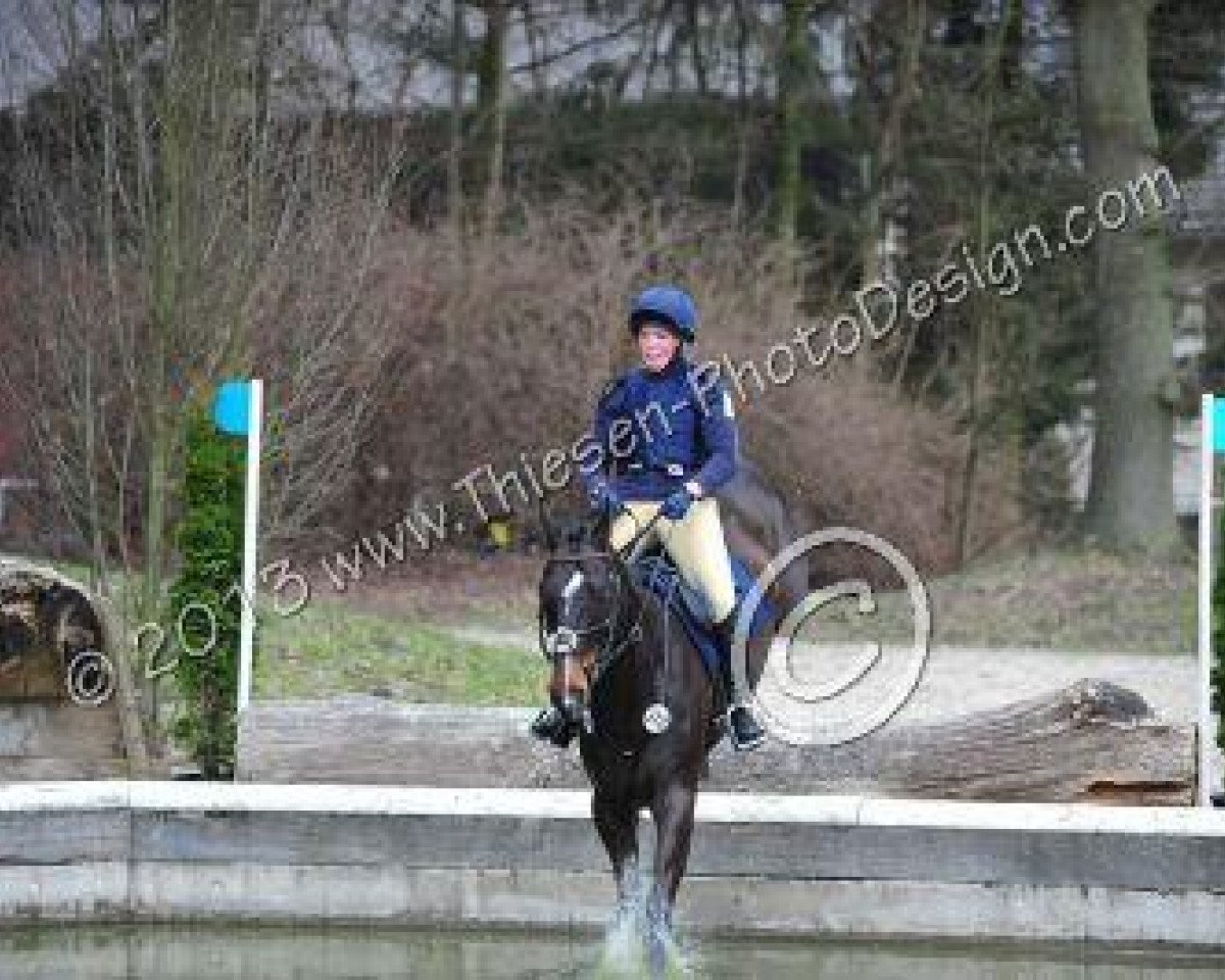 Dressurpferd Zero Tolerance (Irish Sport Horse, 2003, von Zero Watt)