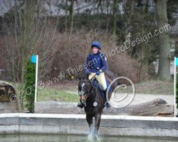 dressage horse Zero Tolerance (Irish Sport Horse, 2003, from Zero Watt)