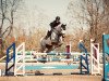 jumper Quiddidsch (Hanoverian, 2016, from Qualito)