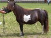 broodmare Vanessa vom Oberland (Shetland Pony, 1995, from Baron II)