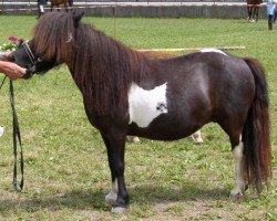 broodmare Vanessa vom Oberland (Shetland Pony, 1995, from Baron II)