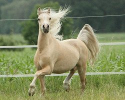 horse Collin van de Heimeriete (Welsh-Pony (Section B), 2009, from Lacy Midas)