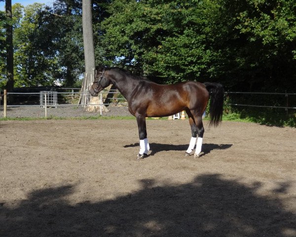 horse Landstar (Oldenburg, 2000, from Landcapitol)