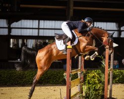 jumper Caspers A La Carte (German Warmblood, 2016, from Cartusch 21)