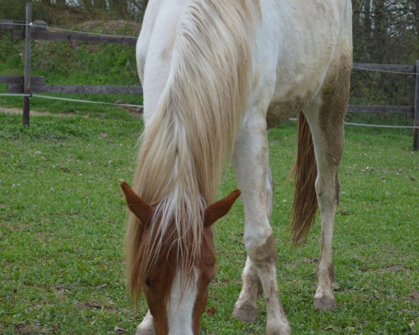 horse Queens White Pearl (Paint Horse, 2011, from JR Indian Badger)