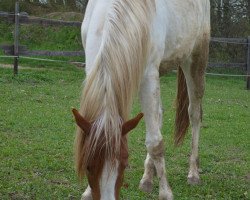 Pferd Queens White Pearl (Paint Horse, 2011, von JR Indian Badger)