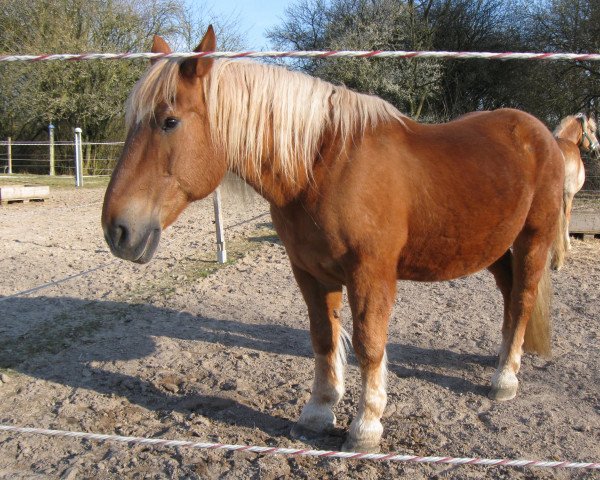 horse Franz Josef (South German draft horse, 1992, from Jubilar)