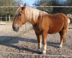 horse Franz Josef (South German draft horse, 1992, from Jubilar)