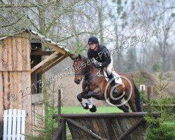 Springpferd Trick or Treat 2 (Irish Sport Horse, 2006, von Try-Time)