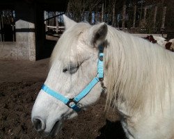 horse Lady Lillian (Connemara Pony, 1993)