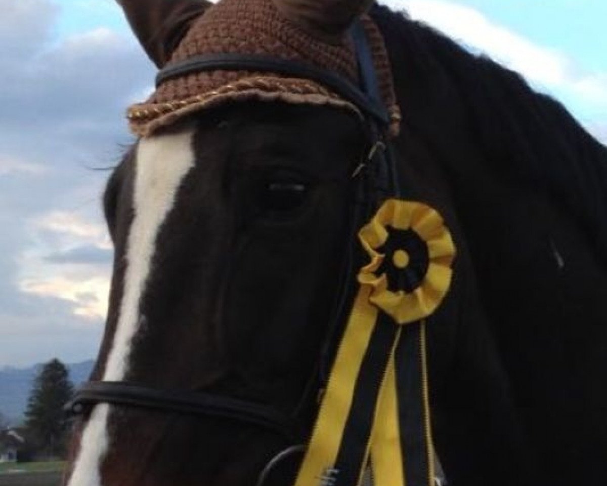 broodmare Radja 12 (Holsteiner, 2001, from Aljano)