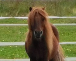 Pferd Stam van Offenbeek (Shetland Pony (unter 87 cm), 2002, von Fellow van Bromishet)