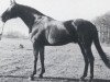 stallion Solstice xx (Thoroughbred, 1962, from Solar Slipper xx)