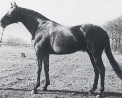 stallion Solstice xx (Thoroughbred, 1962, from Solar Slipper xx)