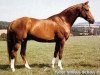 stallion Märchenprinz (Trakehner, 1983, from Ecuador xx)