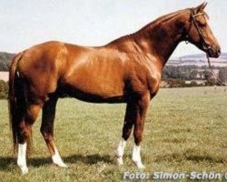 stallion Märchenprinz (Trakehner, 1983, from Ecuador xx)