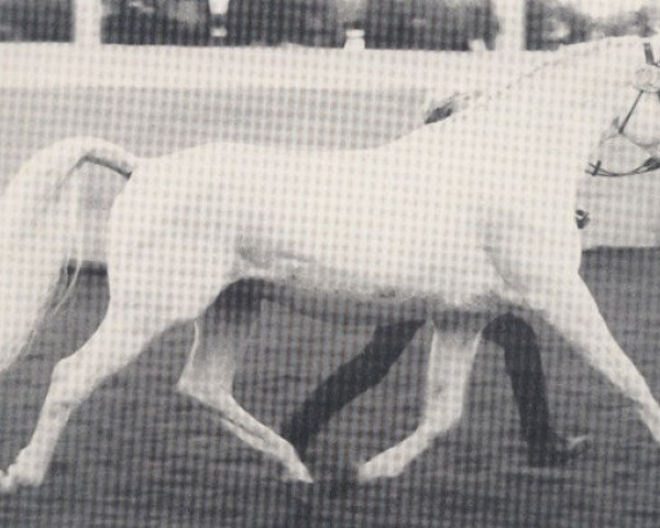stallion Etong (Trakehner, 1967, from Maharadscha)