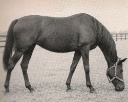 broodmare Waldrun xx (Thoroughbred, 1943, from Alchimist xx)