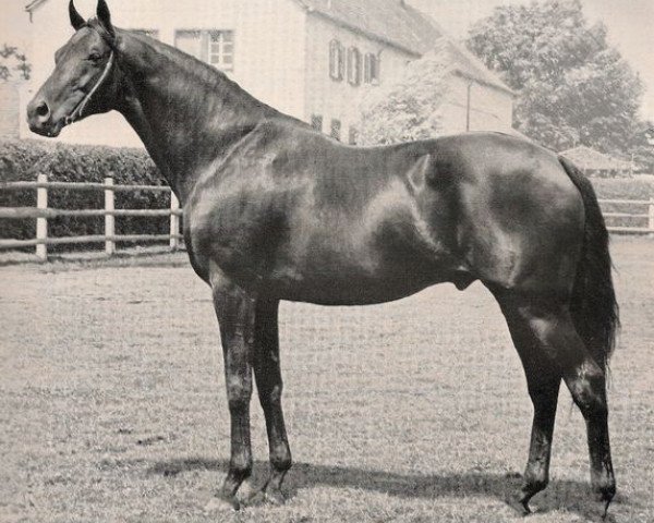 stallion Waidmannsheil xx (Thoroughbred, 1957, from Asterios xx)