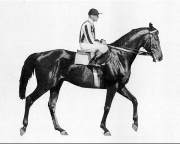 stallion Faktotum xx (Thoroughbred, 1952, from Harlekin xx)