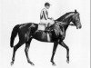 stallion Faktotum xx (Thoroughbred, 1952, from Harlekin xx)