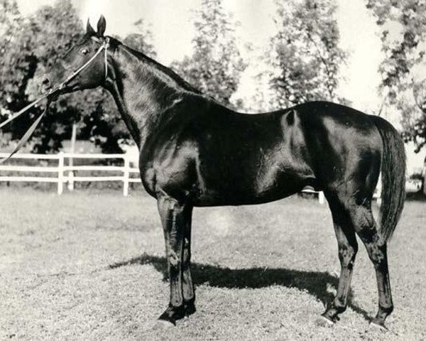 stallion Plafon xx (Thoroughbred, 1960, from Faktotum xx)