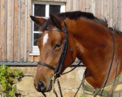 broodmare Kaprisonne v.Liebetal (Trakehner, 1999, from Caprimond)