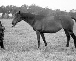 broodmare Palasthüterin V 501 (Trakehner, 1918, from Tempelhüter)