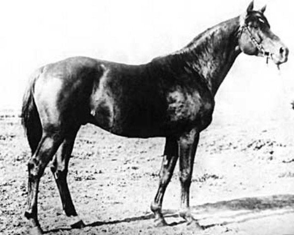 stallion Einhard II (Trakehner, 1941, from Pilger)