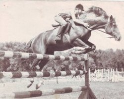 stallion Gret 4 (Russian Trakehner, 1971, from Etjud 67/48 SOV)