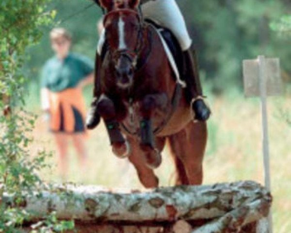stallion Emiras DS (Russian Trakehner, 1988, from Gret 4)
