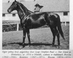 stallion Deer Leap xx (Thoroughbred, 1956, from Stephen Paul xx)