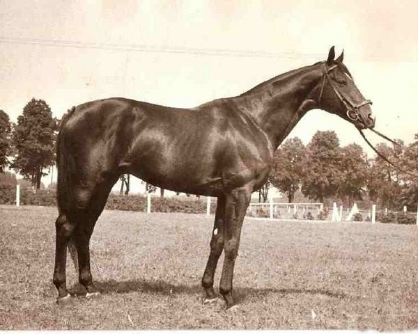 stallion Oltis xx (Thoroughbred, 1966, from Deer Leap xx)