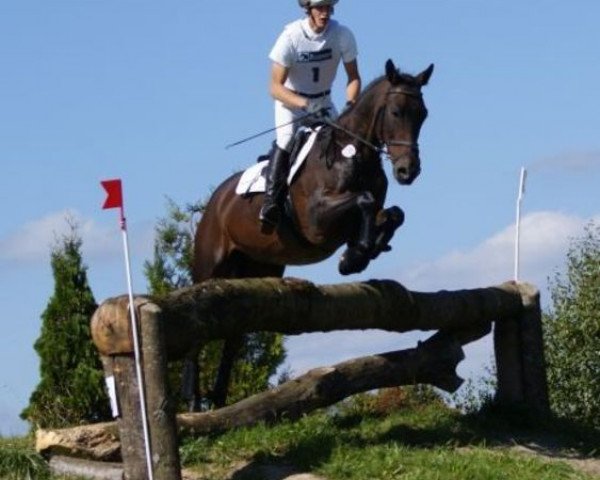 jumper Rockin' Rudi (Trakehner, 2000, from Sixtus)