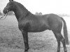 stallion Hilarius (Trakehner, 1976, from Tuemmler)