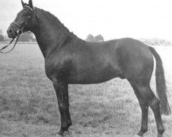 stallion Hilarius (Trakehner, 1976, from Tuemmler)