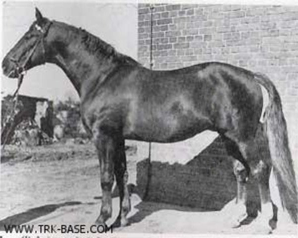 stallion Ingo II (Trakehner, 1959, from Ingwer)