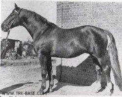 stallion Ingo II 3198 (Trakehner, 1959, from Ingwer 2382)