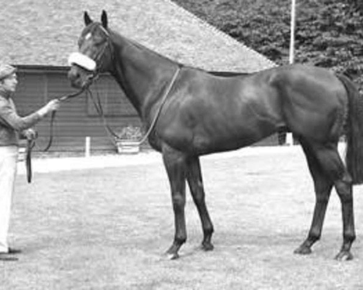 stallion Scottish Rifle xx (Thoroughbred, 1969, from Sunny Way xx)