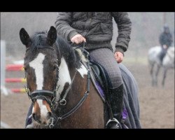 horse Dagles (Polish Warmblood,  , from Literat)