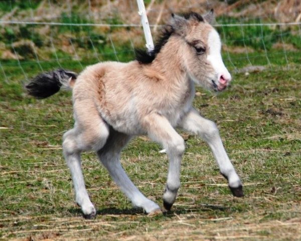 broodmare Kirley Sue vom Gothensee (German Classic Pony, 2013, from Komet vom Kellerberg)