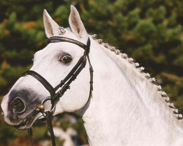 stallion Mephisto (Trakehner, 1990, from Sonnenstrahl)