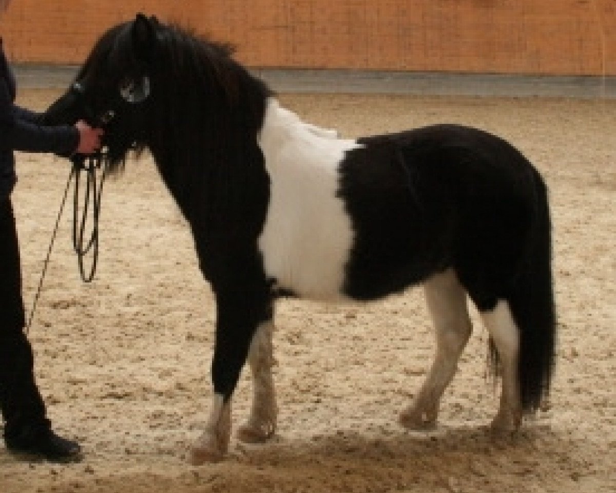 horse Vitus vom Sipplhof (Shetland Pony, 2005, from Freesena's Veneziano)