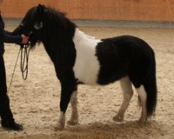 horse Vitus vom Sipplhof (Shetland Pony, 2005, from Freesena's Veneziano)