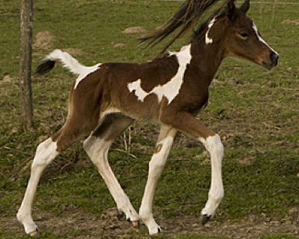 Pferd Movita (Kleines deutsches Reitpferd, 2013, von Morjan)