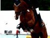 broodmare Chalou WV (Rhinelander, 2004, from Cabaretto)