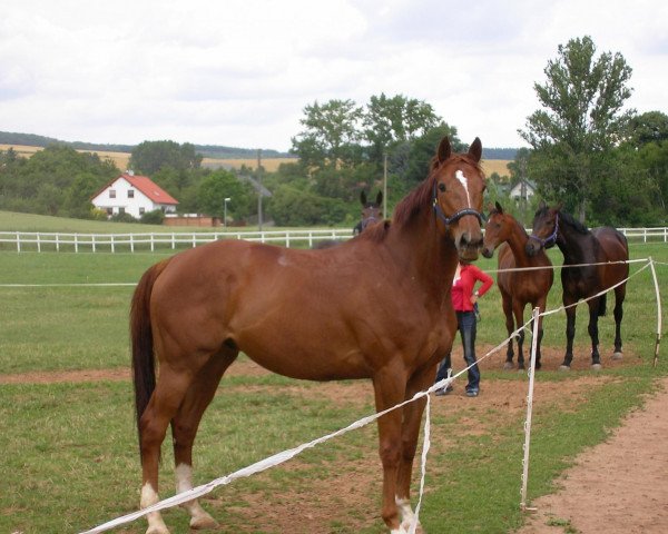 horse Lucas xx (Thoroughbred, 1998, from Chief Singer xx)