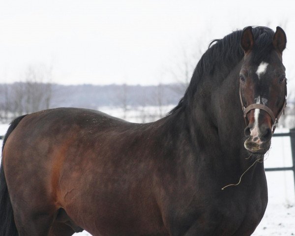 stallion Granilli S (Oldenburg, 1992, from Grannus)