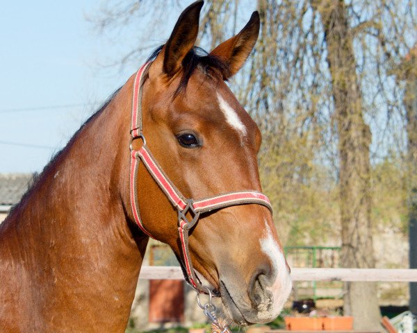 broodmare Sermaraike (Oldenburg, 2020, from Goldberg 15)